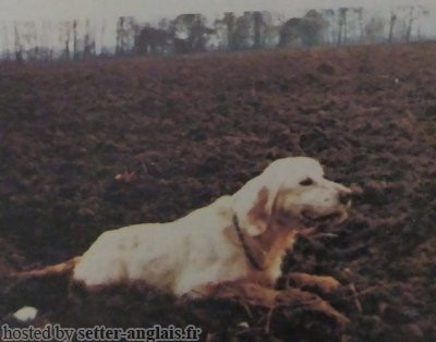 Setter Anglais VALCO DEL VO' Setter Anglais VALCO DEL VO'